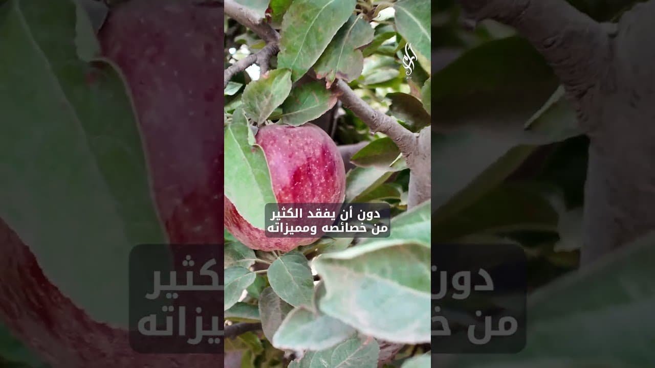 45 ألف طن.. تقديرات إنتاج تفاح السويداء هذا الموسم | تحديات تواجه المزارعين