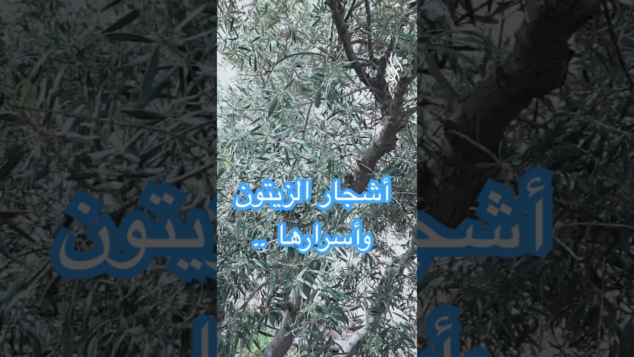 رشة واحدة تغيّر موسم الزيتون! نصائح مهمة للفلاحين في السويداء