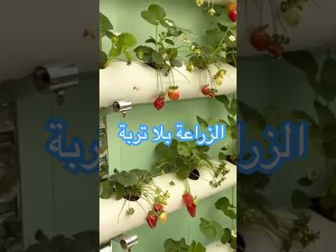 زراعة بلا تربة في السويداء.. هل تكون الزراعة الحديثة مفتاح المستقبل؟